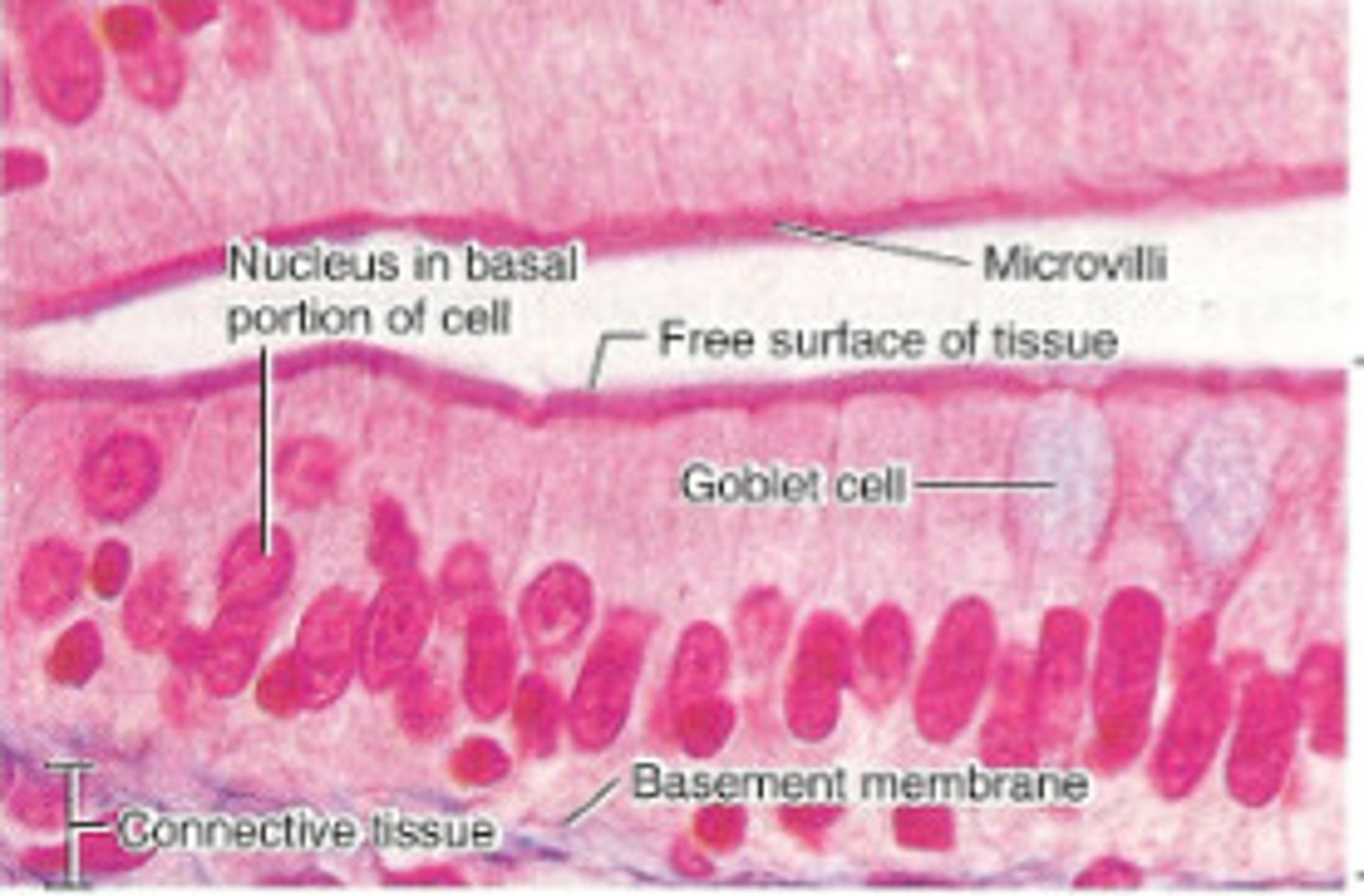 <p>know goblet cells</p>