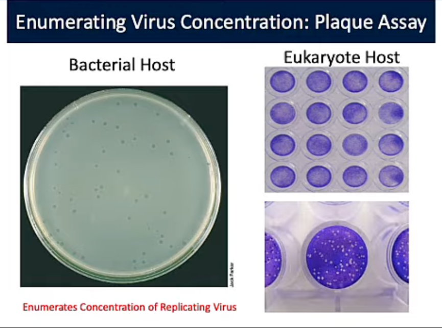 <p>Plaque Assay</p>