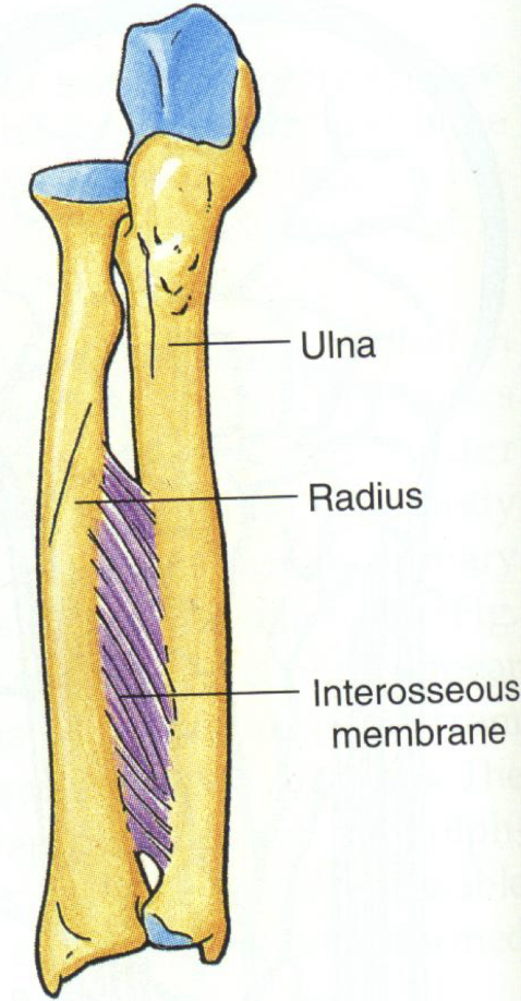 <ul><li><p>Slightly moveable</p></li><li><p>Syndesmosis (fibrous joint where two adjacent bones are strongly united by ligaments or a broad sheet of connective tissue)</p></li><li><p>Ligamentous interosseous membrane provides stablility</p></li></ul><p></p>