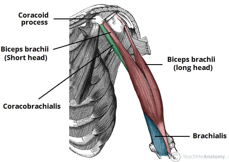 <p>What are the coracobrachialis actions (2) and its innervation (nerve and artery)</p>