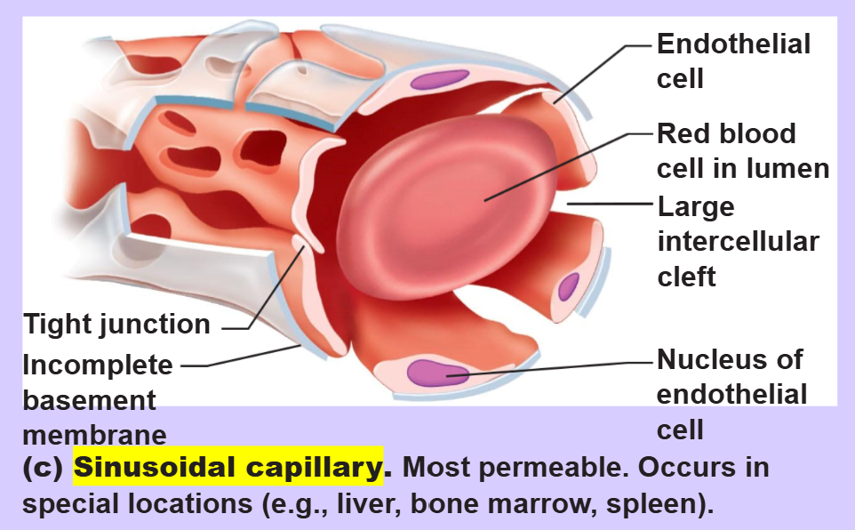 <p>sinusoidal capillary</p>