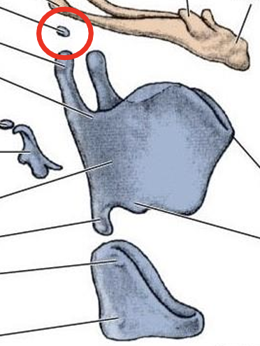 <p>what is circled in red?</p>