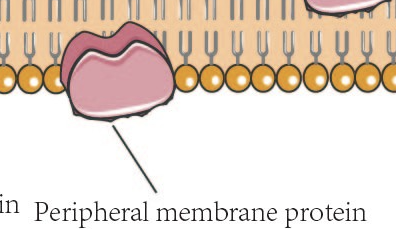 <ul><li><p>does not penetrate into hydrophobic core</p></li><li><p>associates with membrane surface via ionic interactions with phospholipid heads </p></li><li><p>predominantly hydrophilic surface</p></li></ul><p></p>