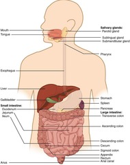 <p>Mouth, pharynx, esophagus, stomach, small intestine, and large intestine.</p>