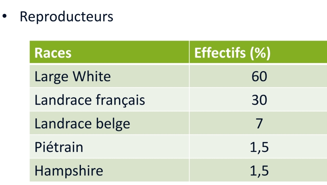 <p>80% porc charcutiers = hybrides</p>