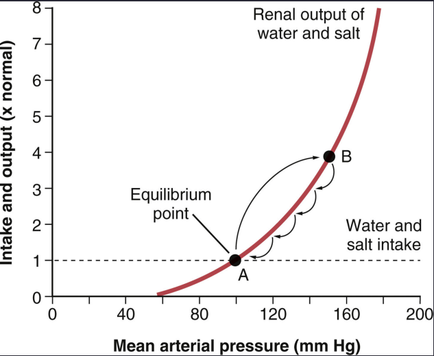 <p>Answer: The renal output curve and salt/water intake.</p><p>Extra Information:</p><ul><li><p>Their intersection determines the equilibrium pressure.</p></li></ul><p></p>