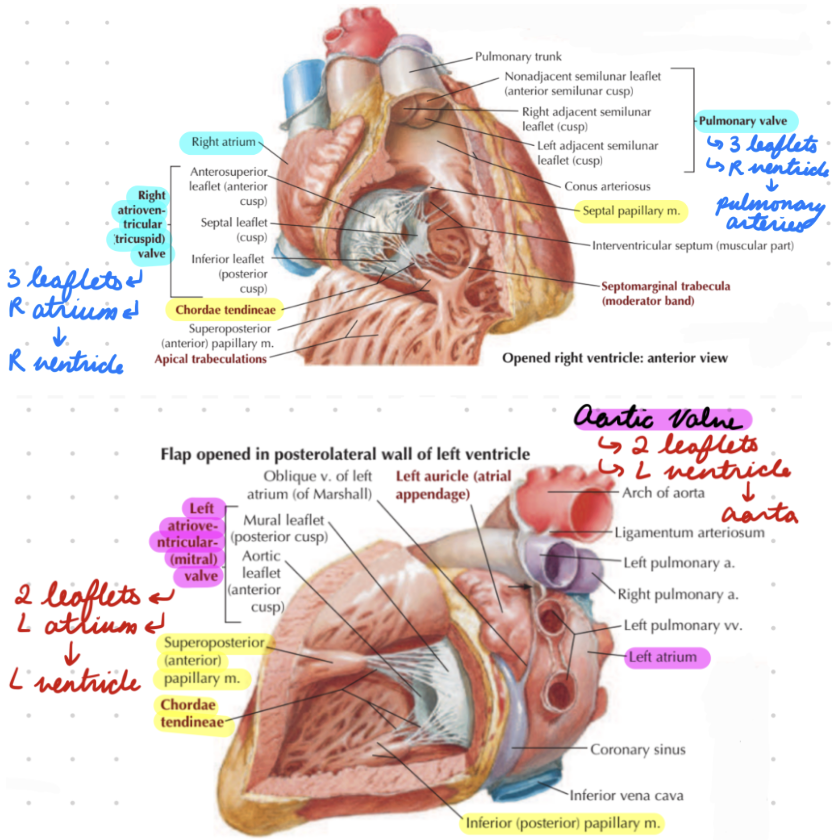 <p>Right: Pulmonary</p><ul><li><p>Between right ventricle and pulmonary trunk</p></li><li><p>3 leaflets</p></li></ul><p>Left: Aortic</p><ul><li><p>Between left ventricle and aorta</p></li><li><p>3 leaflets</p></li></ul><p></p>