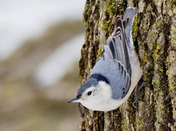 <p>White-breasted Nuthatch</p>