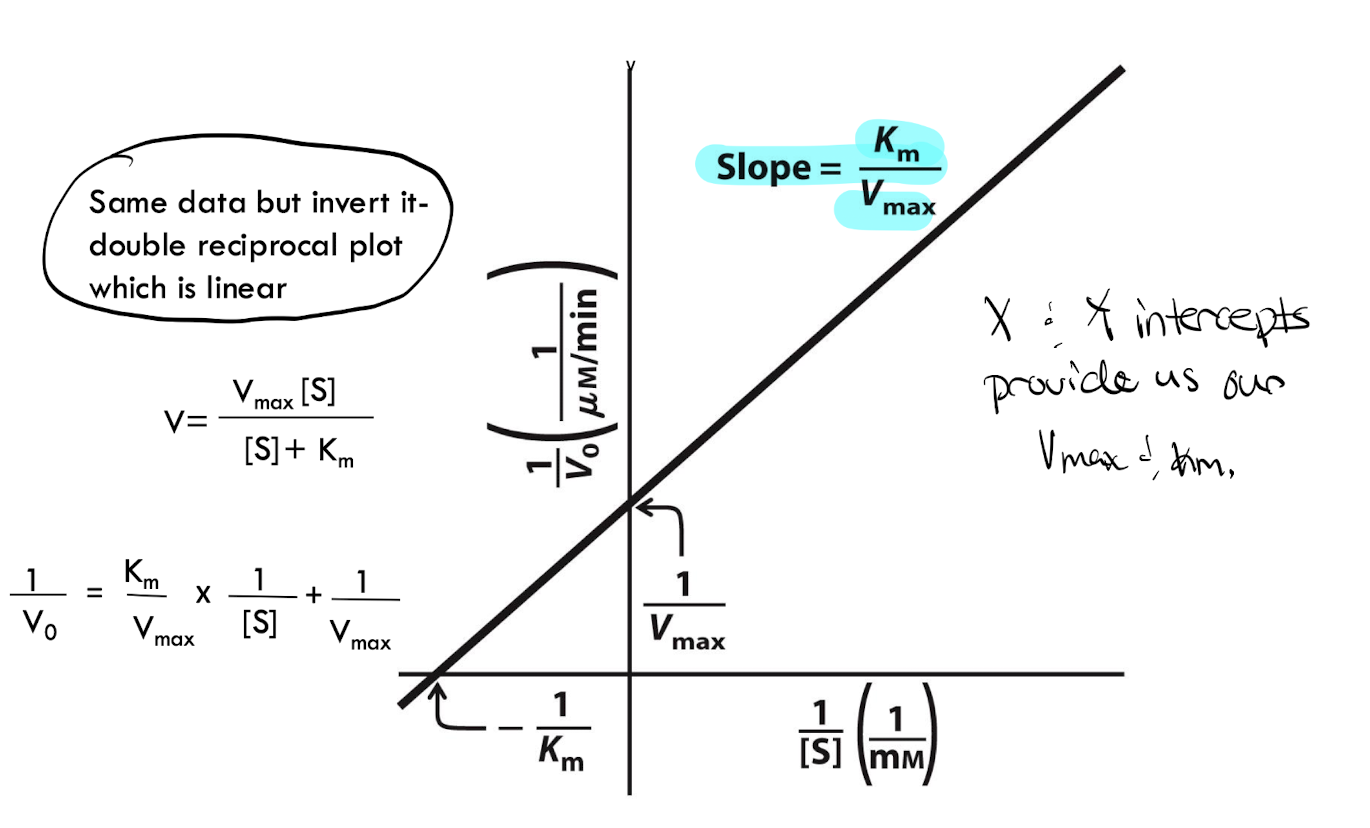 <p>it is the Michealis-Menten Equation plot but linearized by taking the reciprocal of both sides </p>