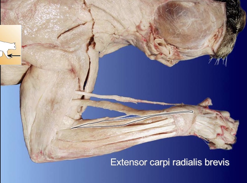 <p>extensor carpi radialis brevis</p><p>action: extends wrist</p><p>s: extensor carpi radialis longus</p><p>a: flexor carpi radialis </p>
