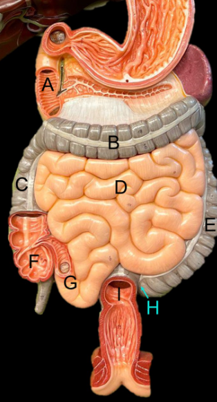 <p>What represents H?</p>