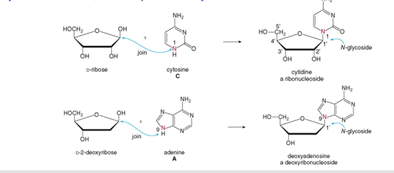 <ul><li><p>Nucleosides derived from <strong>pyrimidine bases</strong> use the suffix:<br><span data-name="point_right" data-type="emoji">👉</span> <strong>“-idine”</strong> (e.g., cytidine, uridine)</p></li><li><p>Nucleosides derived from <strong>purine bases</strong> use the suffix:<br><span data-name="point_right" data-type="emoji">👉</span> <strong>“-osine”</strong> (e.g., adenosine, guanosine)</p></li><li><p>For DNA forms, add the prefix:<br><span data-name="point_right" data-type="emoji">👉</span> <strong>“deoxy-”</strong> (e.g., deoxyadenosine)</p></li></ul><p></p>