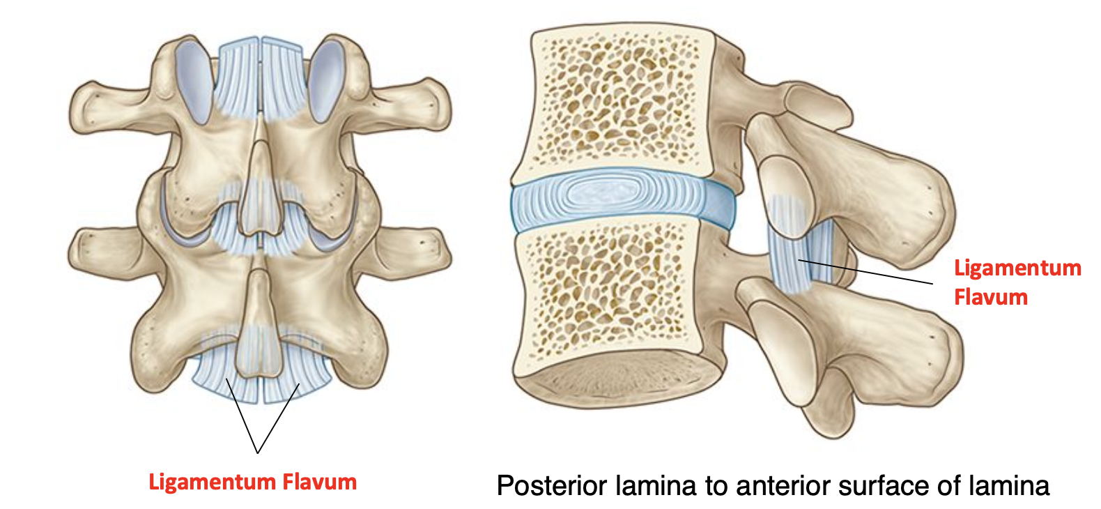 <p>Ligamentum flavum</p>