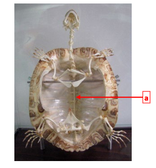 <p>This is the skeleton of a turtle in class _________. Structure A is the _________ and the upper shell is the carapace <strong>OR </strong>plastron.</p>