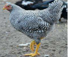 <p>welk type kip is dit</p>