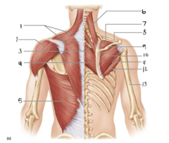 <p>11</p>