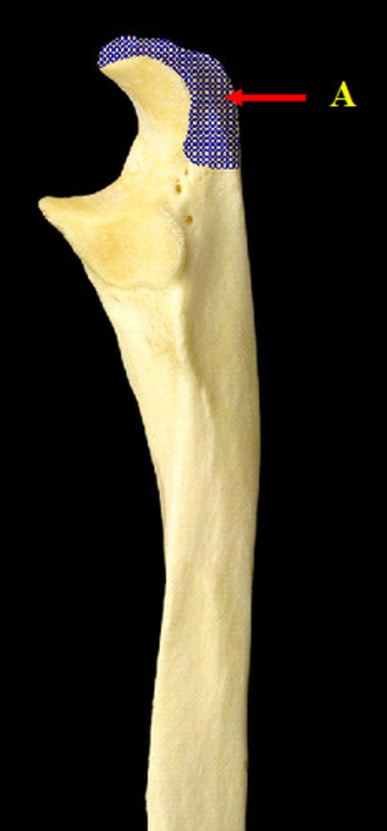 <p>triceps brachii insertion</p>