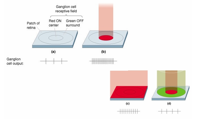 <p>colour opponent properties</p><p>Staring at red patch fatigues long wavelength (red) cones. When look at white surface – green component in white light dominates?</p>