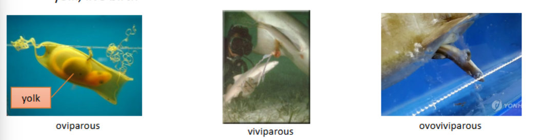 <ul><li><p>oviparous: eggs “laid” and hatch outside the mother’s body; embryo develops w/in protective egg-case, fed by yolk</p></li></ul><p>• viviparous: the young develop within the uterus; obtain nourishment prior to birth by nutrients from the mother’s blood through a yolk sac placenta; live birth</p><p>• ovoviviparous: fertilized egg retained w/in mother; embryo fed by egg yolk; live birth </p>