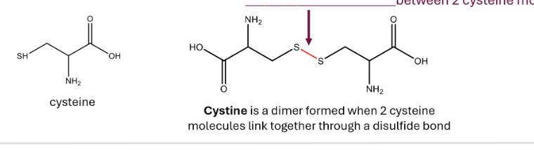 <p>Cystine = a dimer btwn 2 cysteine molecules</p>