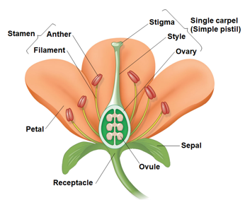 <ul><li><p><span><strong>Sepals</strong>, which enclose the flower</span></p></li><li><p><span><strong>Petals</strong>, which are often brightly colored to attract pollinators; wind-pollinated flowers generally lack brightly colored parts</span></p></li><li><p style="text-align: left;"><span><strong>Stamens</strong>, the male reproductive organs</span></p></li><li><p style="text-align: left;"><span><strong>Carpels</strong>, the female reproductive organs</span></p></li></ul><p></p>