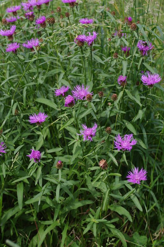 <p>Navadni glavinec-Centaurea jacea</p>