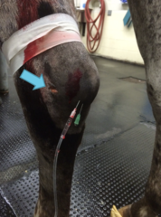 <p>What happens if calcaneal bursitis (capped hock) gets infected?</p>