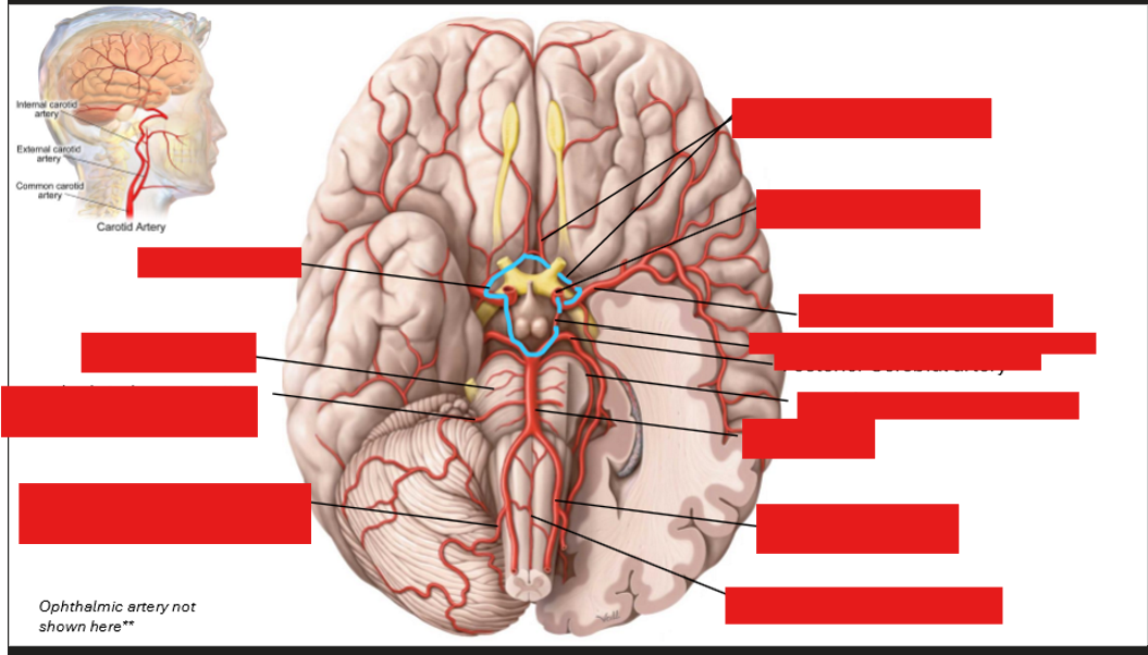 <p>Label the arteries in the brain</p>