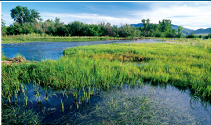 <p>areas w shallow H2O that flows slowly over lands that border other bodies of H2O</p><ul><li><p>includes: bogs, swamps, marshes, estuaries</p></li><li><p>bogs are the only ones that MUST be freshwater </p></li></ul><p></p>