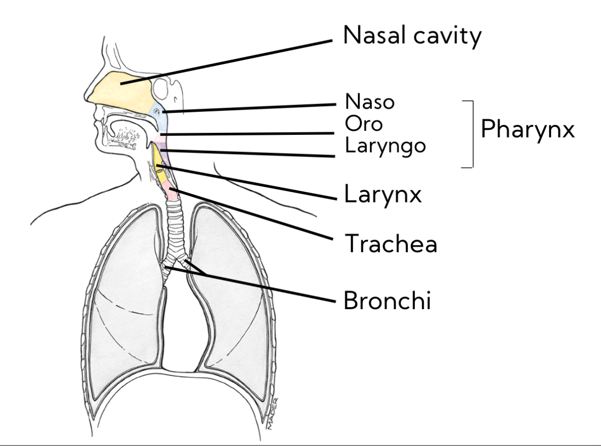 <ol><li><p>Air </p></li><li><p>nasal cavity </p></li><li><p>pharynx </p></li><li><p>larynx </p></li><li><p>trachea </p></li></ol><p></p>