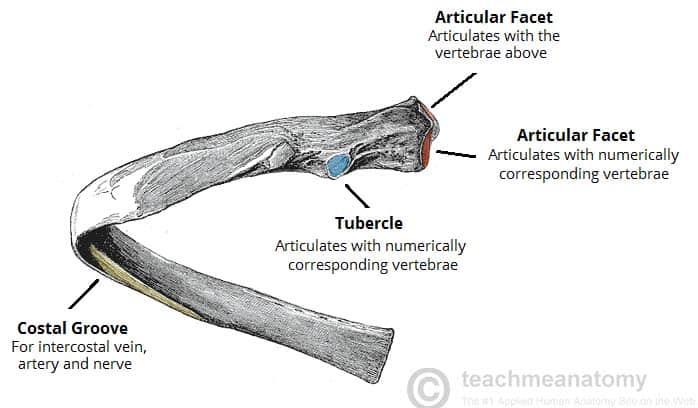 <p>tubercle</p>