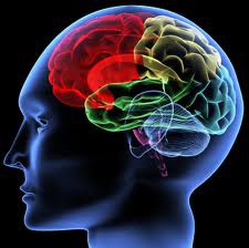 <p>psychology</p>