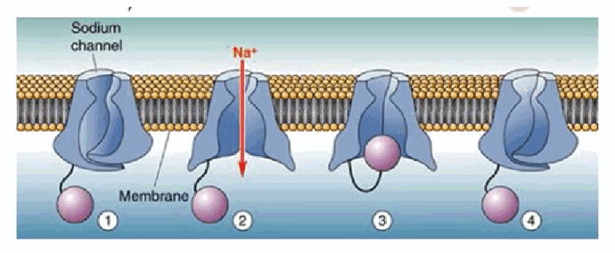 <p>The membrane potential needs to drop below about −65 mV — producing the characteristic “undershoot” — resetting the sodium channel from an inactivated-and-closed state to an active, available closed state.</p>