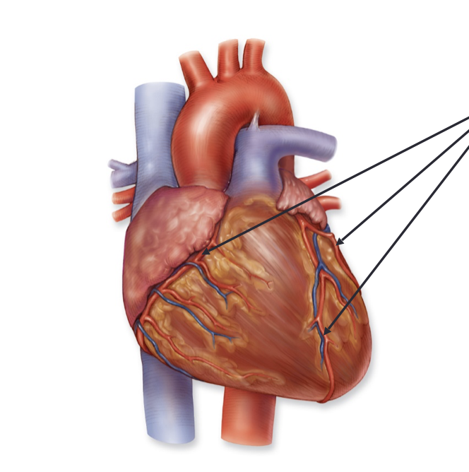 <p>What are the 3 coronary arteries? Where are they/What do they do?</p>