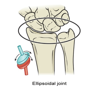 <p>Flattened convex surface with deep concave surface</p><ul><li><p>Ex. Radiocarpal joint</p></li><li><p>Permits flexion/extension and abduction/adduction</p></li><li><p>Bi-axial</p></li></ul><p></p>