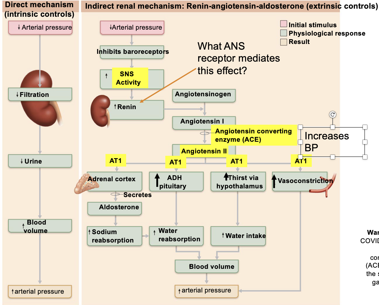 Angiotensin II receptor