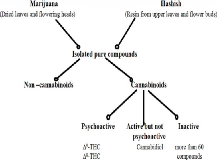 <p>Cannabinoids are a class of diverse chemical compounds that act on cannabinoid receptors in cells that repress neurotransmitter release in the brain</p>