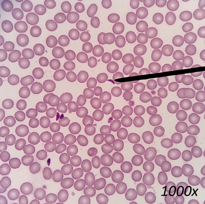 <p>What organism is this?</p>