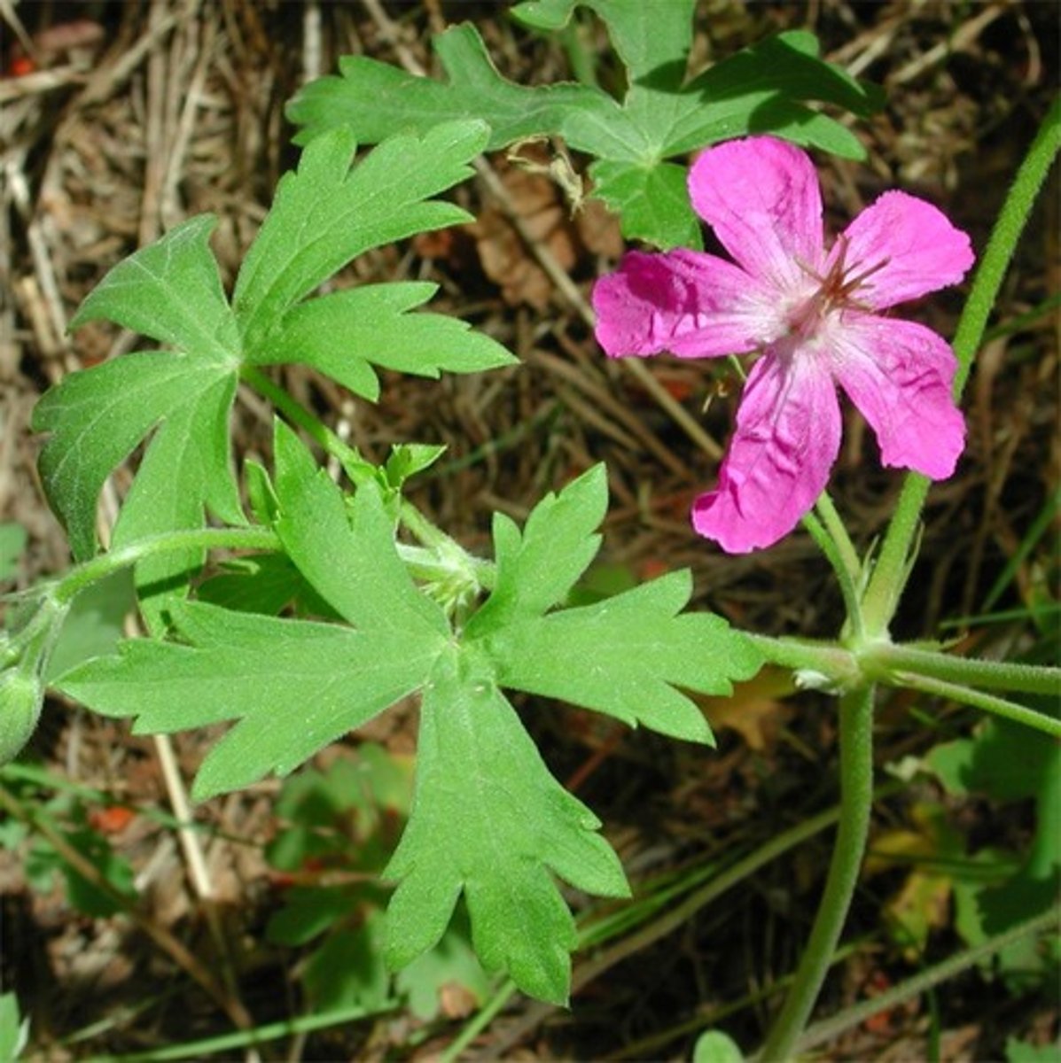 <p>Geranium caespitosum</p>