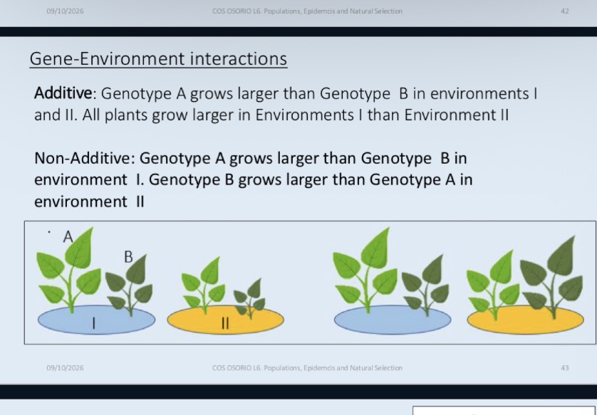 <p>environmental effects are advantageous to all genotypes, even if one does better than the other</p>
