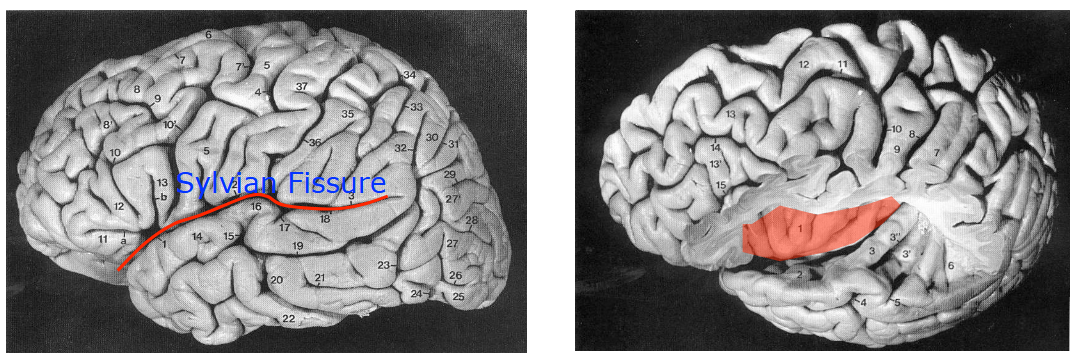 <p>separates the temporal lobe from parietal and frontal lobes insula is buried within it</p>