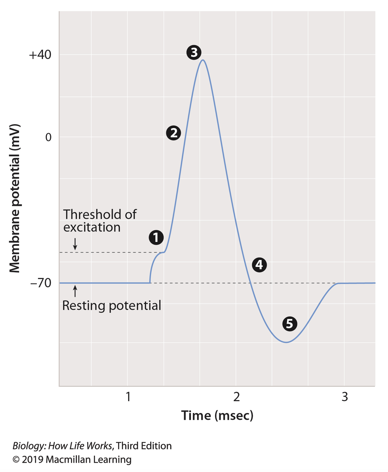 <p>T/F: Low-frequency inhibitory postsynaptic potential (IPSP) received at the dendrites and high-frequency excitatory postsynaptic potential (EPSP) received at the cell body would most likely result in a membrane depolarization of sufficient strength to reach threshold at the axon hillock occurred at point 1 on the figure.</p>