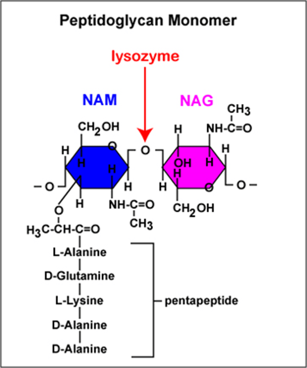 <p>An enzyme that breaks the bonds between NAG and NAM in peptidoglycan.</p>