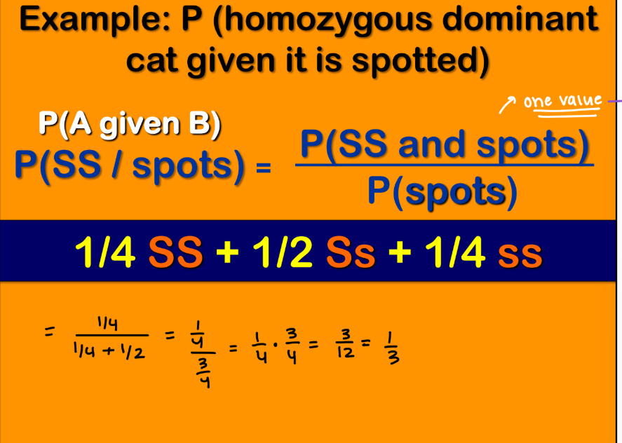 <p><strong>Conditonal Probabilities Example </strong></p><ul><li><p>The P(SS and spots) is the probability of one indiviudal in the punnet square </p></li></ul><p></p>
