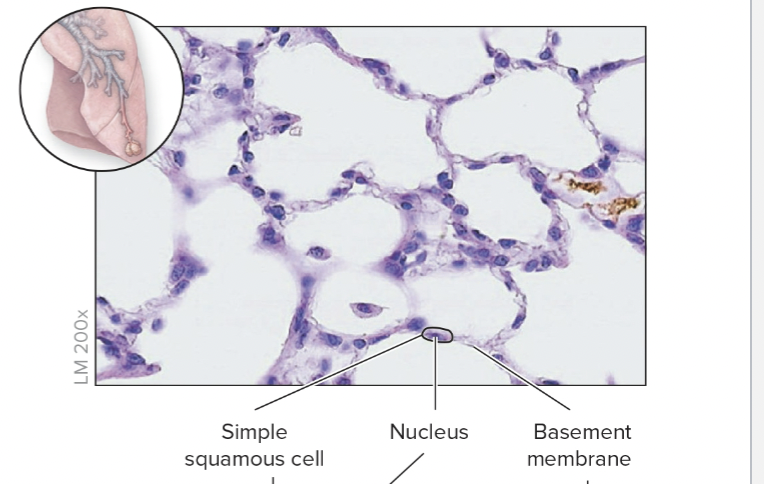 <p>Image of Simple Squamous</p>