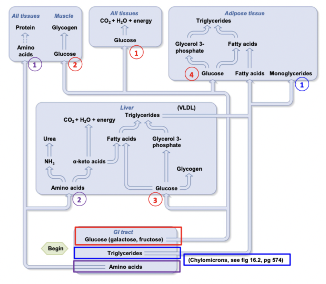 <p>Broken down into fatty acids and monoglycerides, stored as triglycerides in adipose tissue</p>