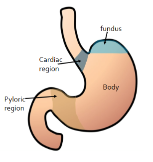 <ul><li><p>muscular sac w/ thick walls</p></li><li><p>mechanical/chemical digestion</p></li><li><p>Sphincters = thick rings of muscle, serve as <u>gatekeepers</u> to allow food to enter/leave at appropriate times</p><ul><li><p>Cardiac (food enters, separates esophagus from stomach)</p></li><li><p>Pyloric (food leaves, separates stomach from small intestine)</p></li></ul></li></ul><p></p>