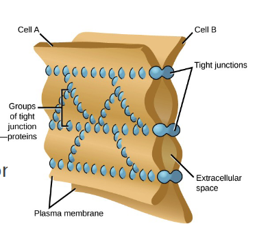 <p>seals neighboring cells together like zip block</p>