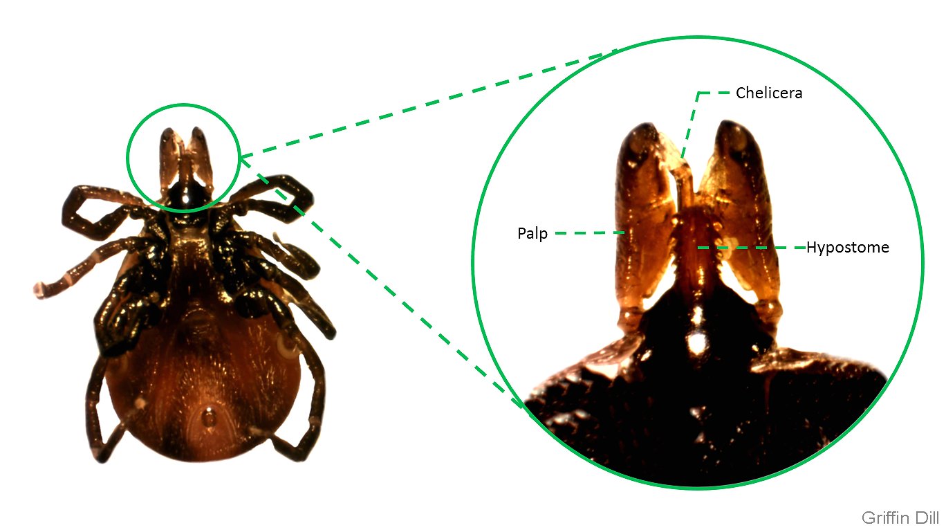 <p>Tick Anatomy</p>