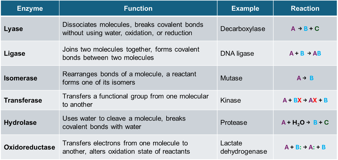 <p>proteins that carry out reactions at physiological conditions and speed up rate without altering the equilibrium; catalysts</p>
